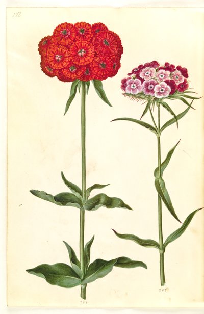 Silene chalcedonica (Maltese Cross); Dianthus barbatus (Sweet William) by Hans Simon Holtzbecker