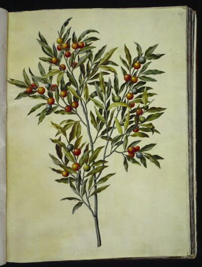 Solanum pseudocapsicum (Jerusalem Cherry) by Hans Simon Holtzbecker