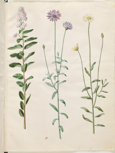 Spiraea salicifolia (Willow-leaved Spiraea); Catananche caerulea (Blue Cupid