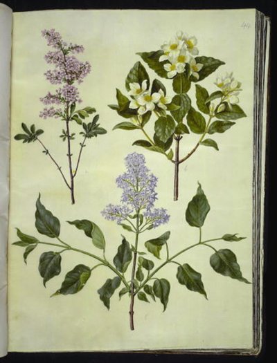 Syringa ×persica (Persian Lilac); Philadelphus coronarius (Mock Orange); Syringa vulgaris (Common Lilac) by Hans Simon Holtzbecker