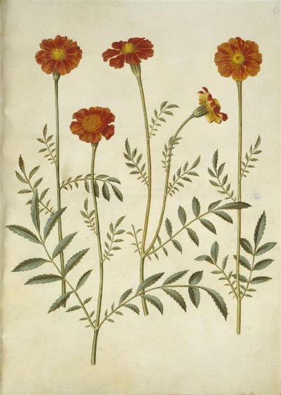 Tagetes Patula (French Marigold) by Hans Simon Holtzbecker