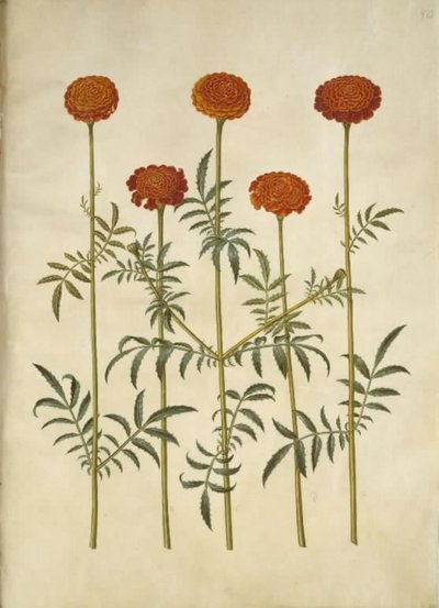 Tagetes patula (French Marigold) by Hans Simon Holtzbecker