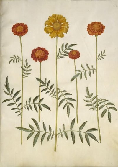 Tagetes patula by Hans Simon Holtzbecker
