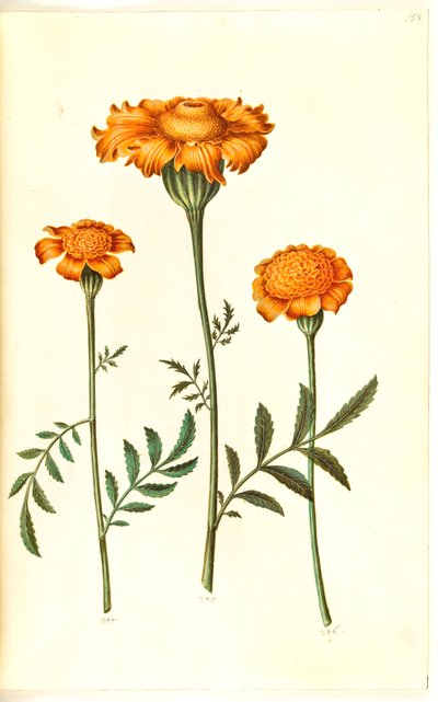 Tagetes patula by Hans Simon Holtzbecker