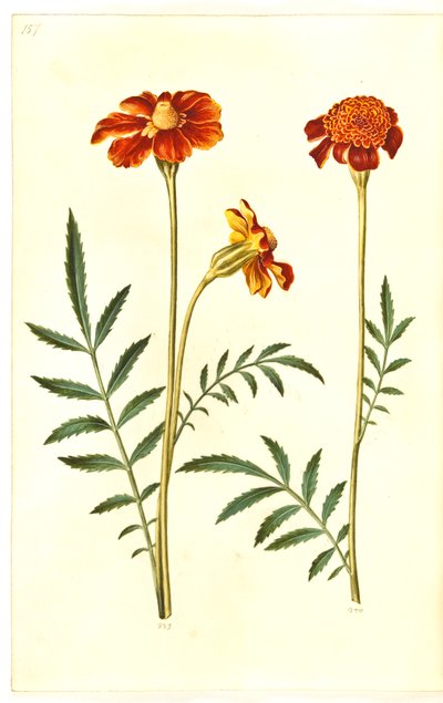 Tagetes Patula by Hans Simon Holtzbecker