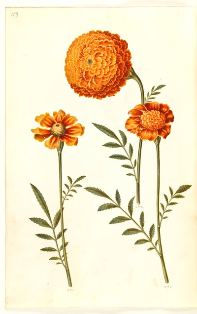 Tagetes Patula (French Marigold) by Hans Simon Holtzbecker