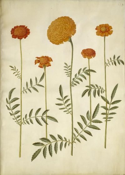 Tagetes patula (French Marigold); Tagetes erecta (African Marigold) by Hans Simon Holtzbecker