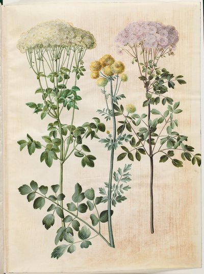 Thalictrum Aquilegiifolium (Columbine Meadow Rue); Thalictrum Flavum (Yellow Meadow Rue) by Hans Simon Holtzbecker