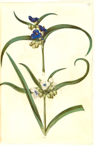 Tradescantia Virginiana or Tradescantia Ohiensis (?) (Spiderwort) by Hans Simon Holtzbecker