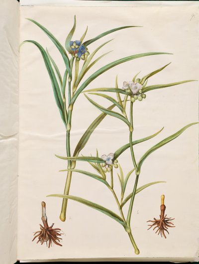 Tradescantia virginiana or Tradescantia ohiensis by Hans Simon Holtzbecker
