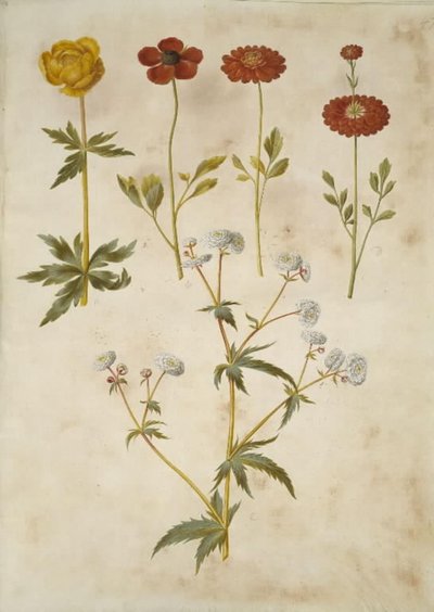 Trollius europaeus (European Globeflower); Ranunculus asiaticus (Garden Ranunculus); Ranunculus aconitifolius (Aconite-leaved Buttercup) by Hans Simon Holtzbecker
