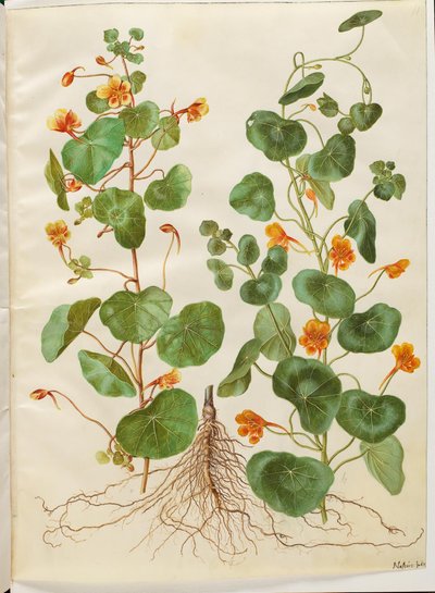Tropaeolum minus (Dwarf Nasturtium) by Hans Simon Holtzbecker