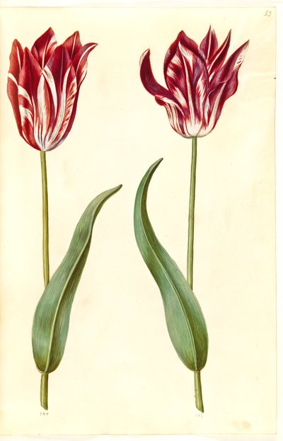 Tulipa gesneriana (Garden Tulip) by Hans Simon Holtzbecker