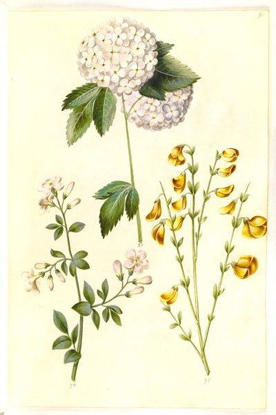 Viburnum opulus (common snowball); Jasminum officinale (common jasmine); Cytisus scoparius (common broom) by Hans Simon Holtzbecker