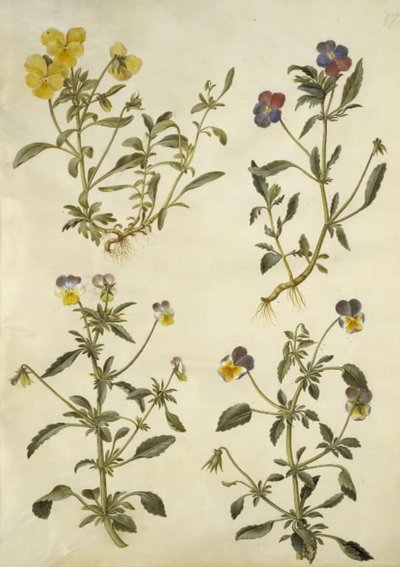 Viola Cornuta (Horn-Viol); Viola Tricolor (Common Pansy) by Hans Simon Holtzbecker