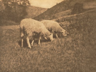 Sheep by Hans Watzek