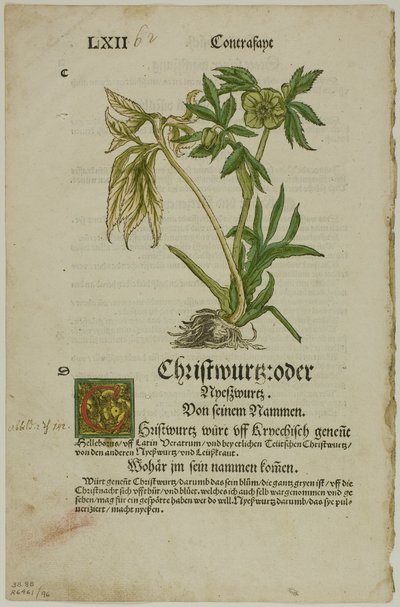 Hellebore from Herbarium, plate 96 from Woodcuts from Books of the XVI Century by Hans Weiditz, II