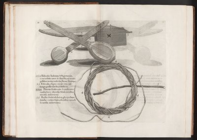 Illustration from the Voyage to the Island Madera, Barbados...Vol.2 by Hans after Sloane