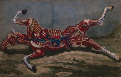 Anatomy of a Horse, from 