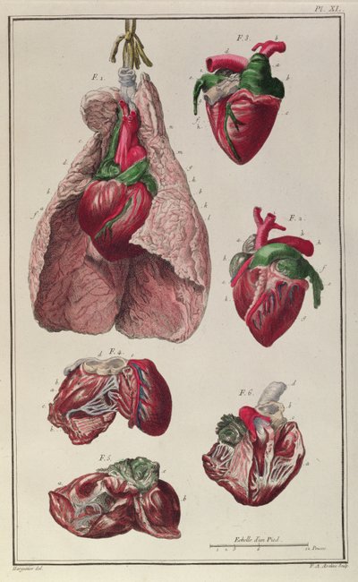 Internal organs of a horse, from 