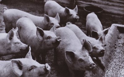 Pigs by Harold Burdekin