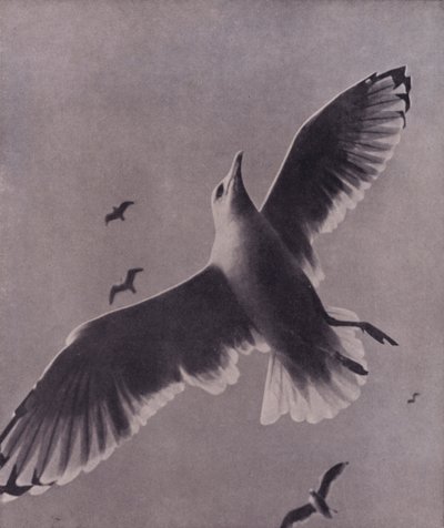 Swift and lofty-soaring, Meredith by Harold Burdekin