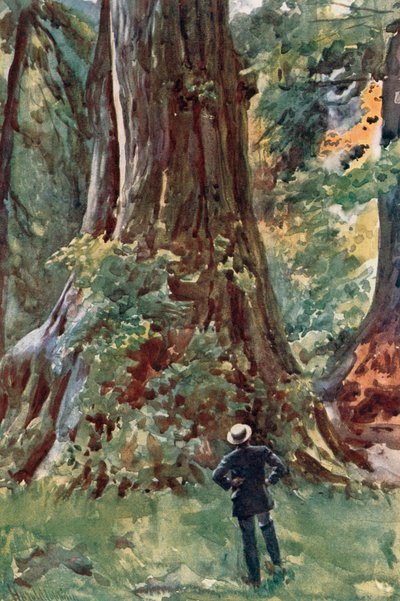 The Big Tree, Stanley Park, Vancouver by Harold Copping