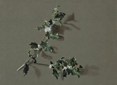 Ilex Aquifolium L. Common Holly, c. 1870-1920 by Harold Drinkwater