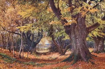 Beeches in Autumn, near Godalming by Harold Sutton Palmer