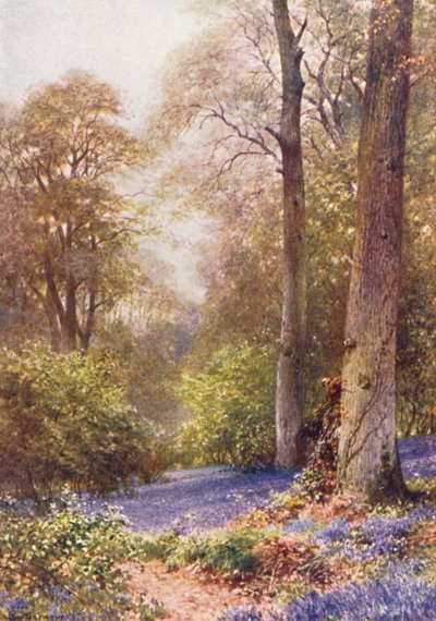 Bluebells, Ripley by Harold Sutton Palmer