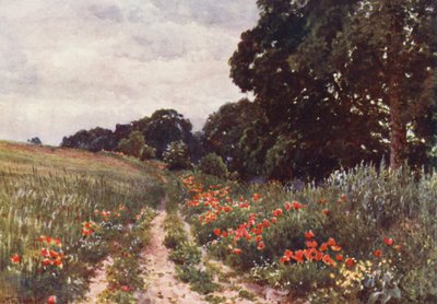 Poppies by Harold Sutton Palmer