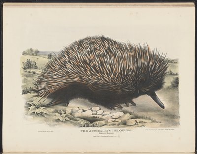 Mammals of Australia: The Australian Hedgehog by Harriet Morgan