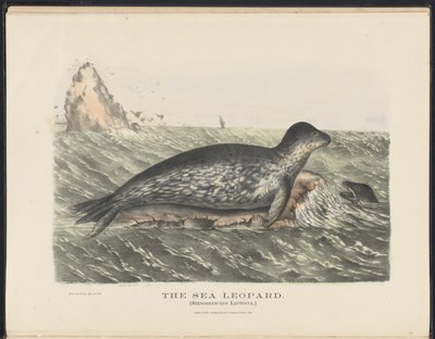 Mammals of Australia: The Sea Leopard by Harriet Morgan