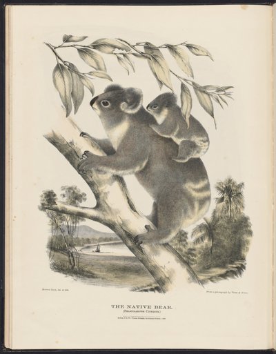 Mammals of Australia: The Native Bear by Harriet Morgan