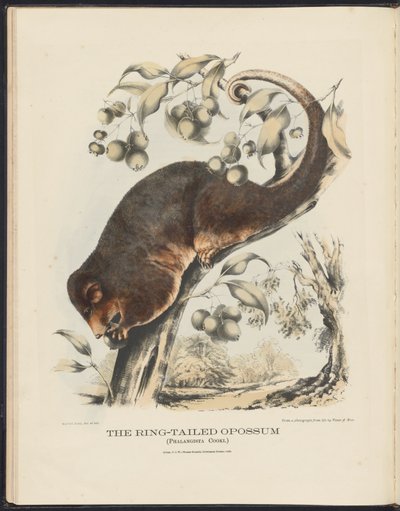 Mammals of Australia: The Ring-tailed Opossum by Harriet Morgan