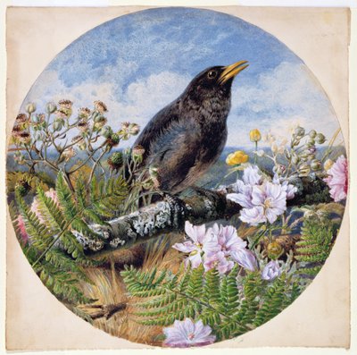 Blackbird, 1864 by Harrison William Weir