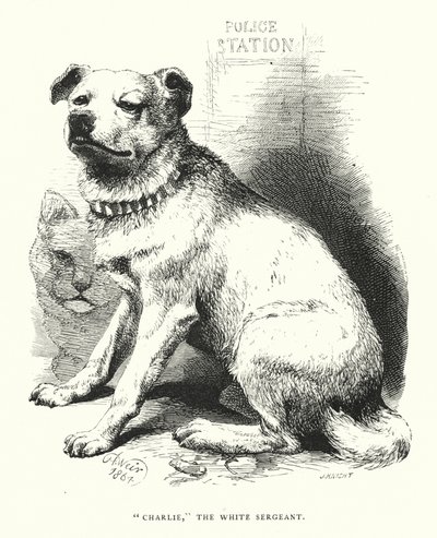"Charlie," the White Sergeant by Harrison William Weir