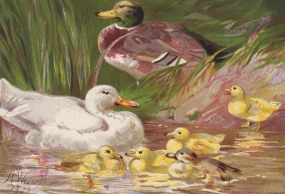 Ducks and Ducklings by Harrison William Weir