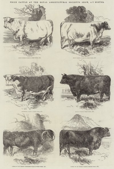 Prize Cattle at the Royal Agricultural Society