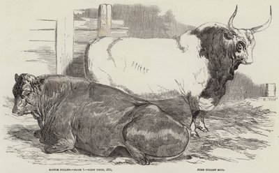 Prize Cattle at the Royal Agricultural Society