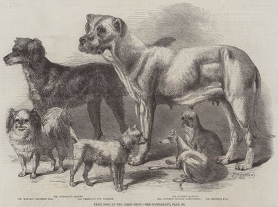 Prize Dogs at the Leeds Show by Harrison William Weir