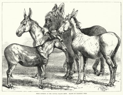 Prize Donkeys at the Crystal Palace Show by Harrison William Weir