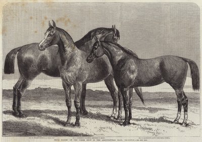 Prize Horses at the Horse Show in the Agricultural Hall, Islington by Harrison William Weir