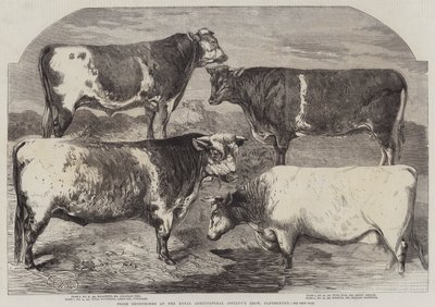 Prize Shorthorns at the Royal Agricultural Society