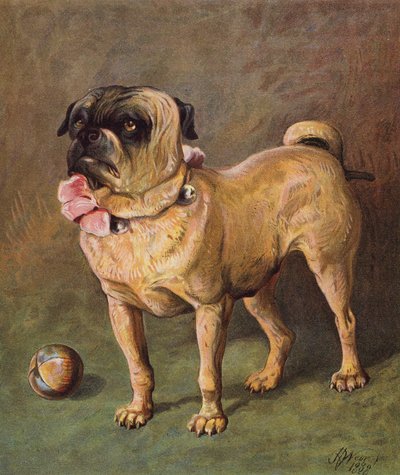 Puggy the Pet by Harrison William Weir