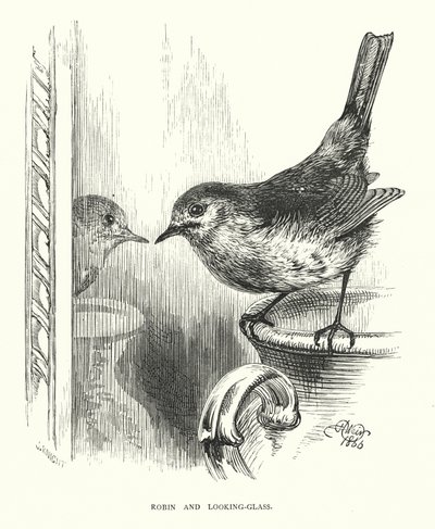 Robin and Looking-Glass (engraving) by Harrison William Weir