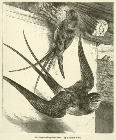 Swallows Building Their Nests by Harrison William Weir