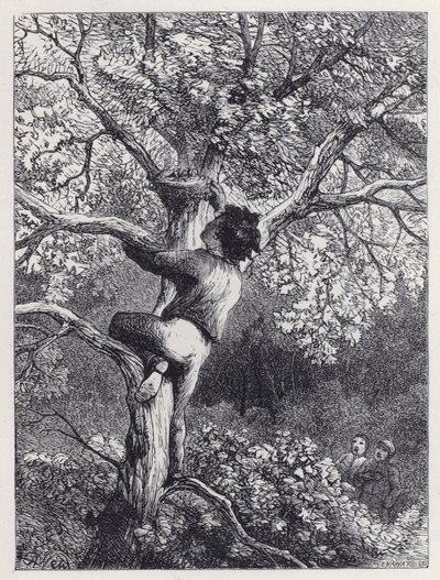 Taking the Linnets
