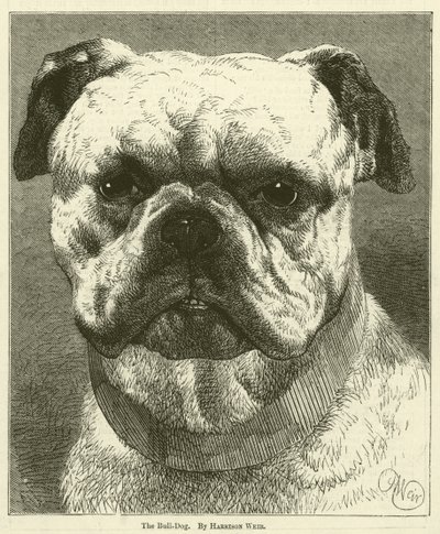 The Bull-Dog by Harrison William Weir