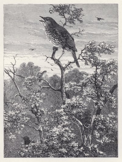 The Concert of Birds by Harrison William Weir